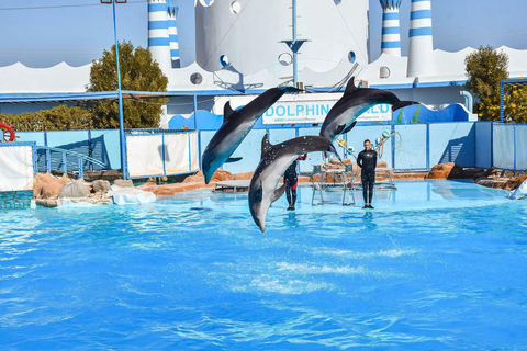 Hurghada: Dolphin Show, Snorkeling, submarine& Bedouin Tour
