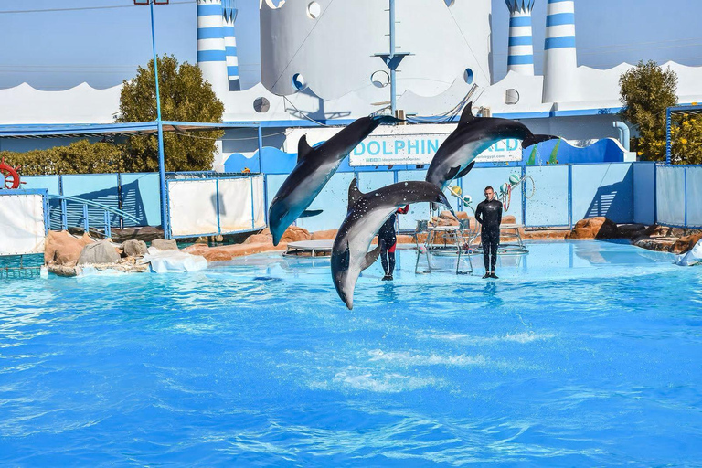 Hurghada: Dolphin Show, Snorkeling, submarine& Bedouin Tour