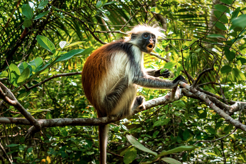 Zanzibar: Jozani Forest en The Rock Restaurant