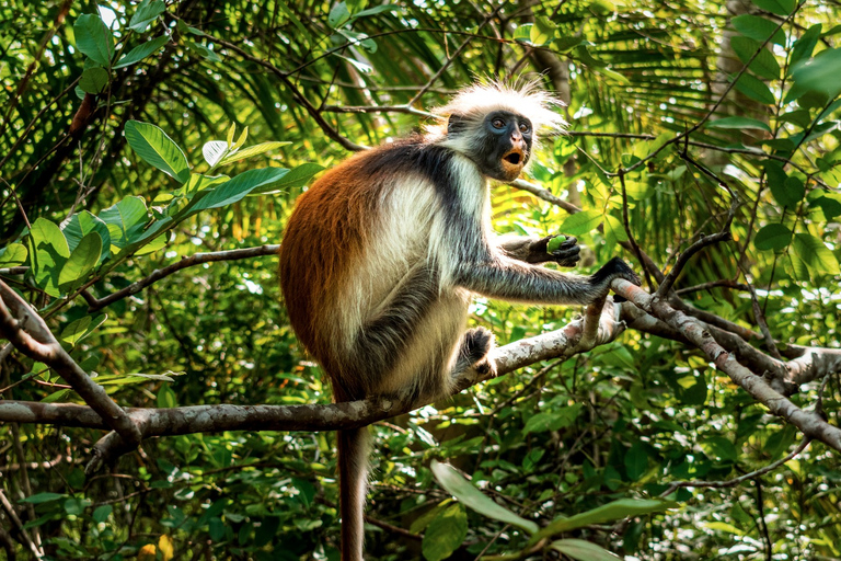 Zanzibar: Rundtur i Jozani-skogen och Rock RestaurantZanzibar: Rundtur i Jozani Forest och Rock Restaurant