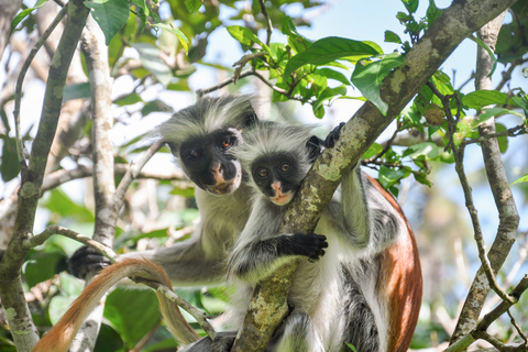 Zanzibar : Circuit de la forêt de Jozani et des épices