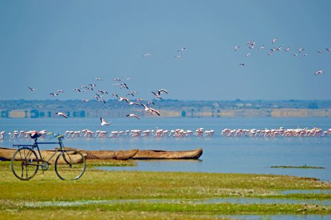 Flamingo Lake Walk