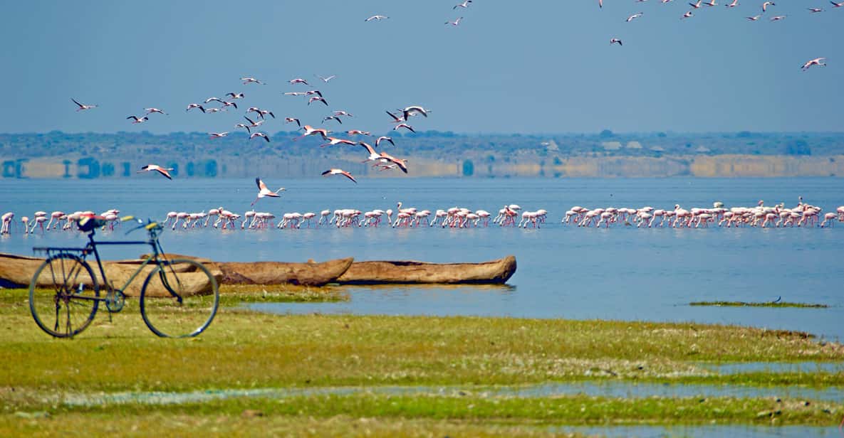 Flamingo Lake Walk | GetYourGuide