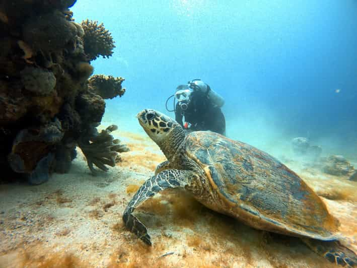 Aqaba Private Red Sea Diving For Beginner Or Experienced Getyourguide