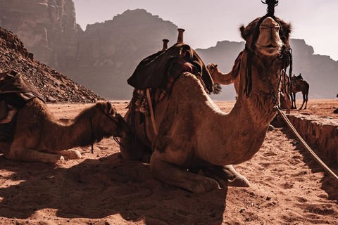 Wadi Rum Ganztägige KameltourKameltour in der Wadi Rum Wüste