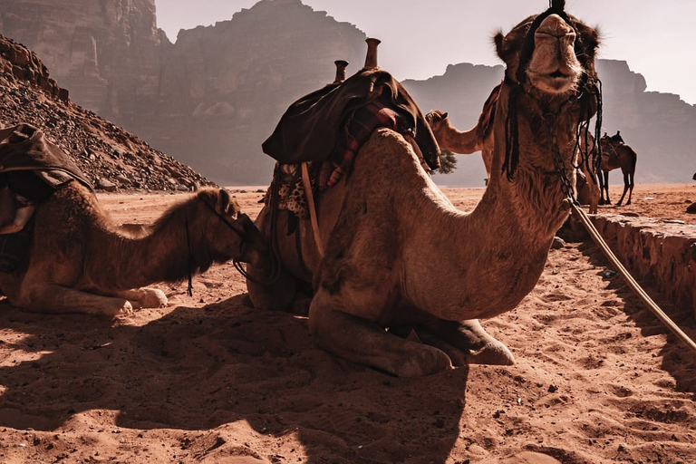 Wadi Rum Ganztägige KameltourKameltour in der Wadi Rum Wüste