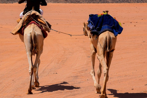 Wadi Rum Ganztägige KameltourKameltour in der Wadi Rum Wüste