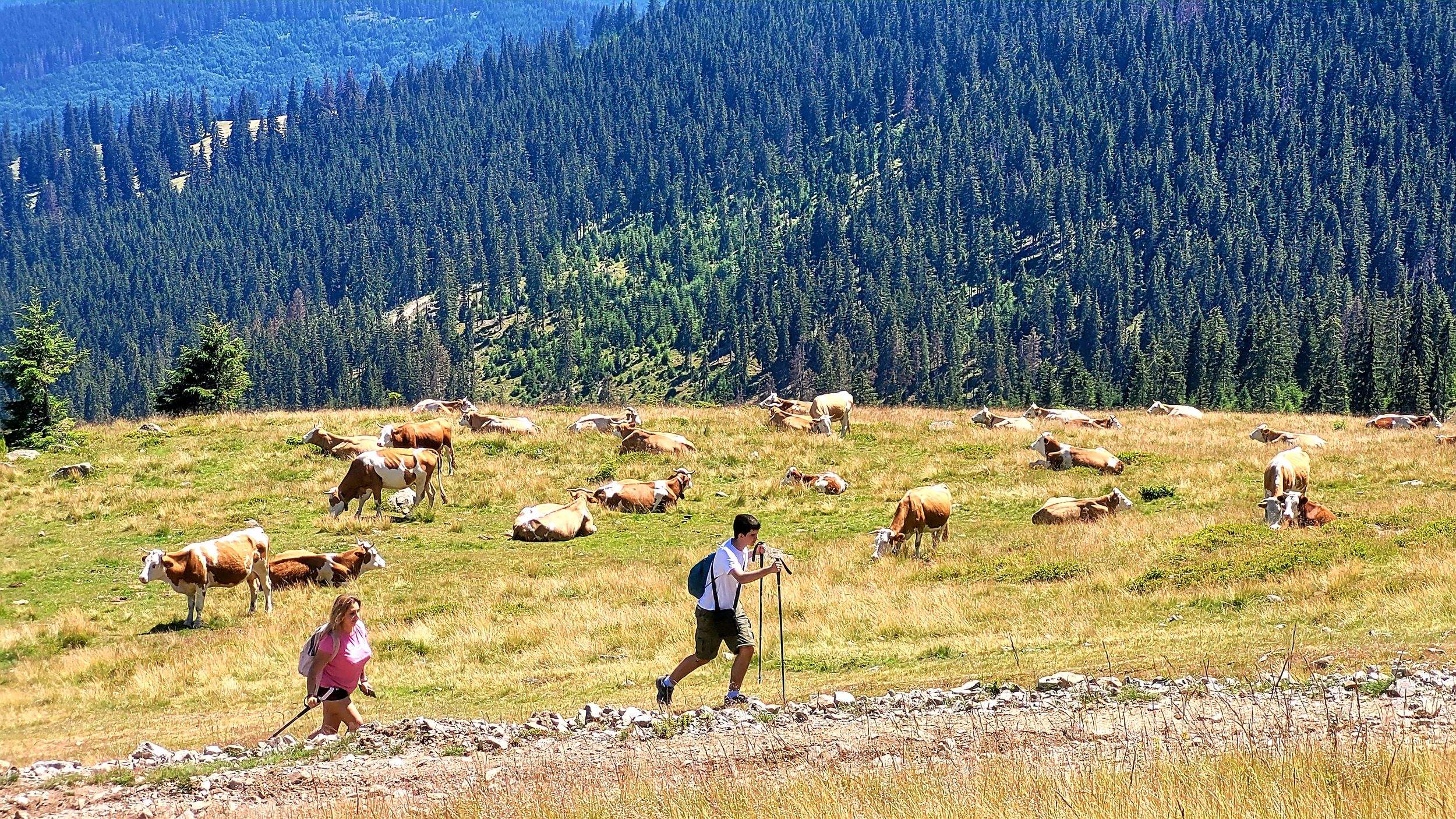 Von Cluj-Napoca aus: Tageswanderung zum Vlădeasa-Gipfel