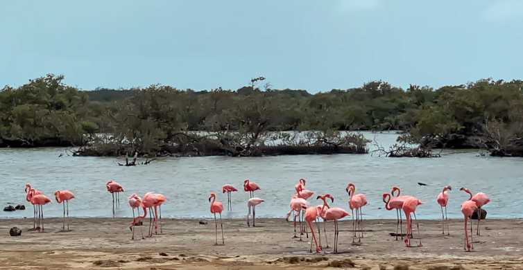 Bonaire: North & South Highlights Guided Group Tour