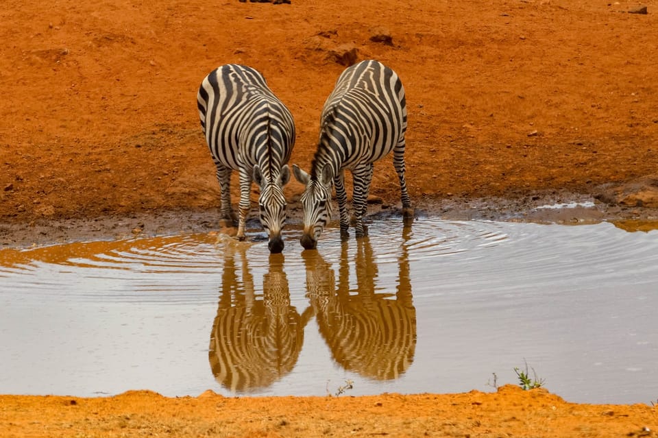 4 Daags Avontuur In Amboseli Tsavo West Tsavo East Mombasa