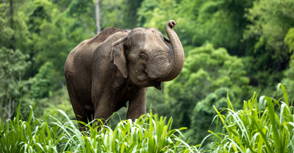 Khao Lak: Meet, Greet and Feed at the Elephant Sanctuary | GetYourGuide