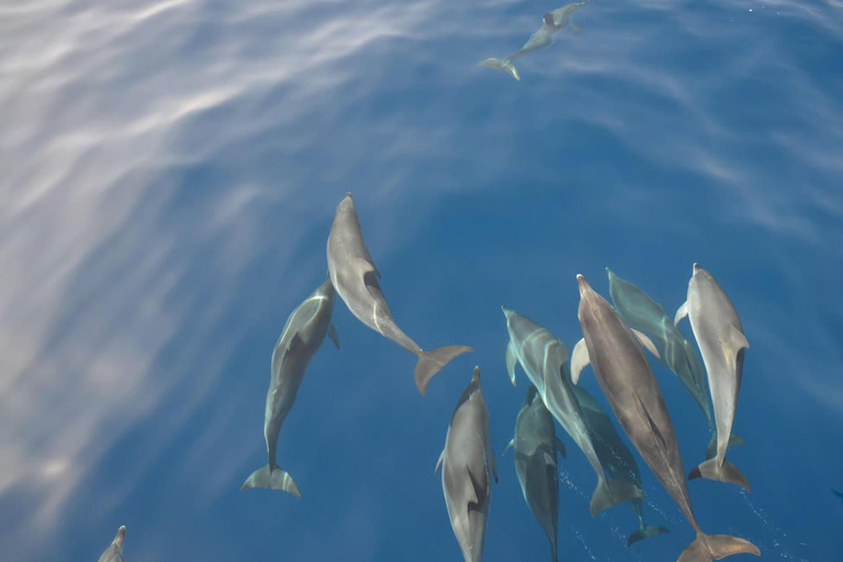Morro Jable: Speedboat Dolphin & Whale Watching Tour