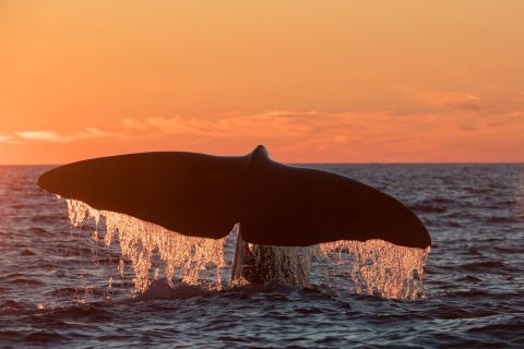 Whale-Watching in Andenes, von Svolvær aus