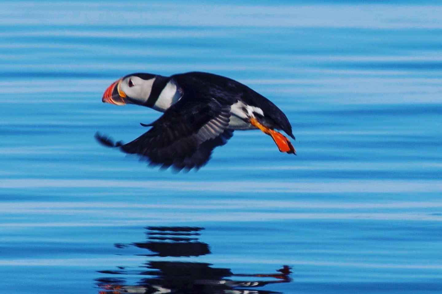Reykjavik: Tour de Observación de Frailecillos en Lancha Rápida RIB