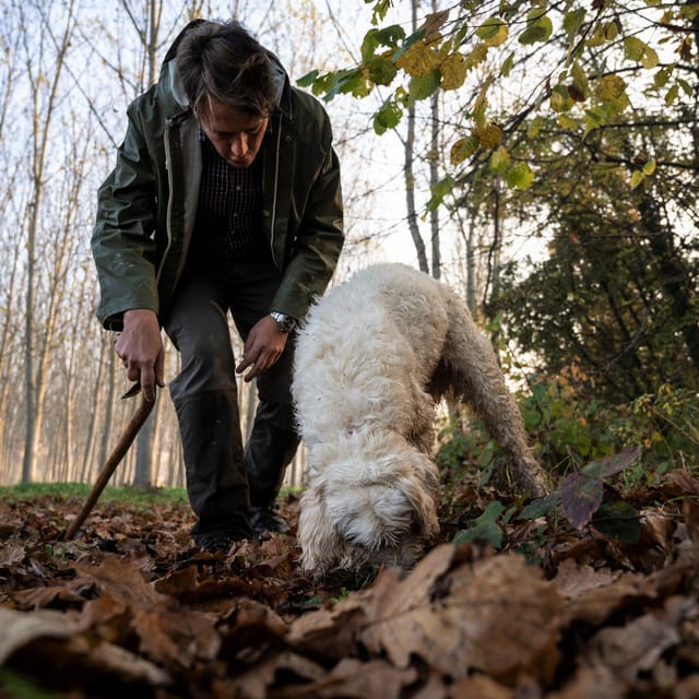 Langhe Truffle Hunting Tour at Sunset GetYourGuide