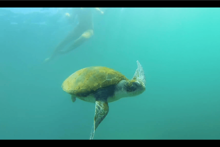 La Jolla: Kajak- und SchnorcheltourKajak- & Schnorcheltour in Doppel-Kajak