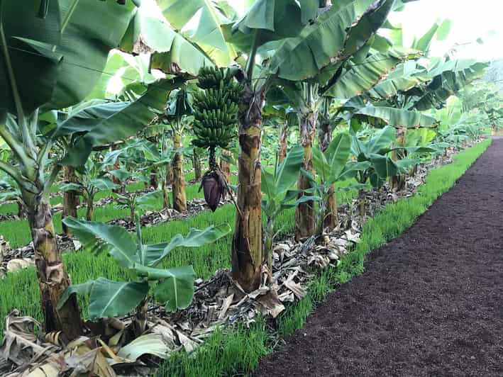La Orotava Geführte Tour durch die ökologische Bananenplantage