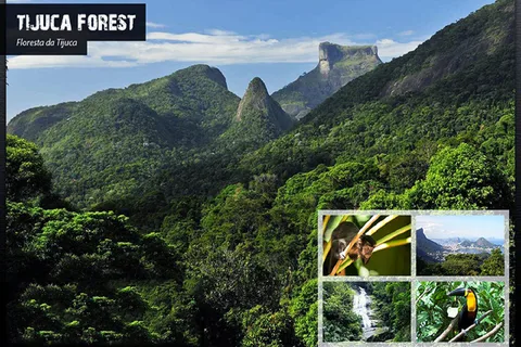 Rio de Janeiro: Tijuca National Park EcoTour