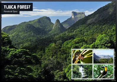 Rio de Janeiro: Tijuca National Park EcoTour
