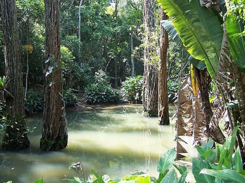 Rio De Janeiro Tijuca National Park Ecotour Getyourguide