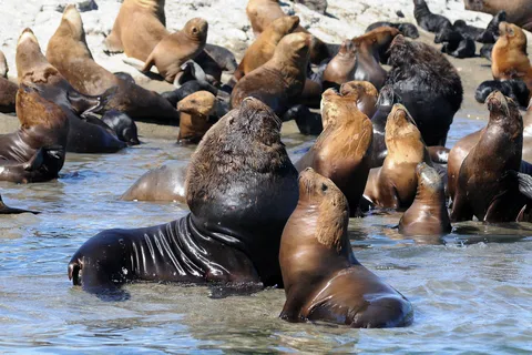 From Puerto Madryn: City and Punta Loma Tour