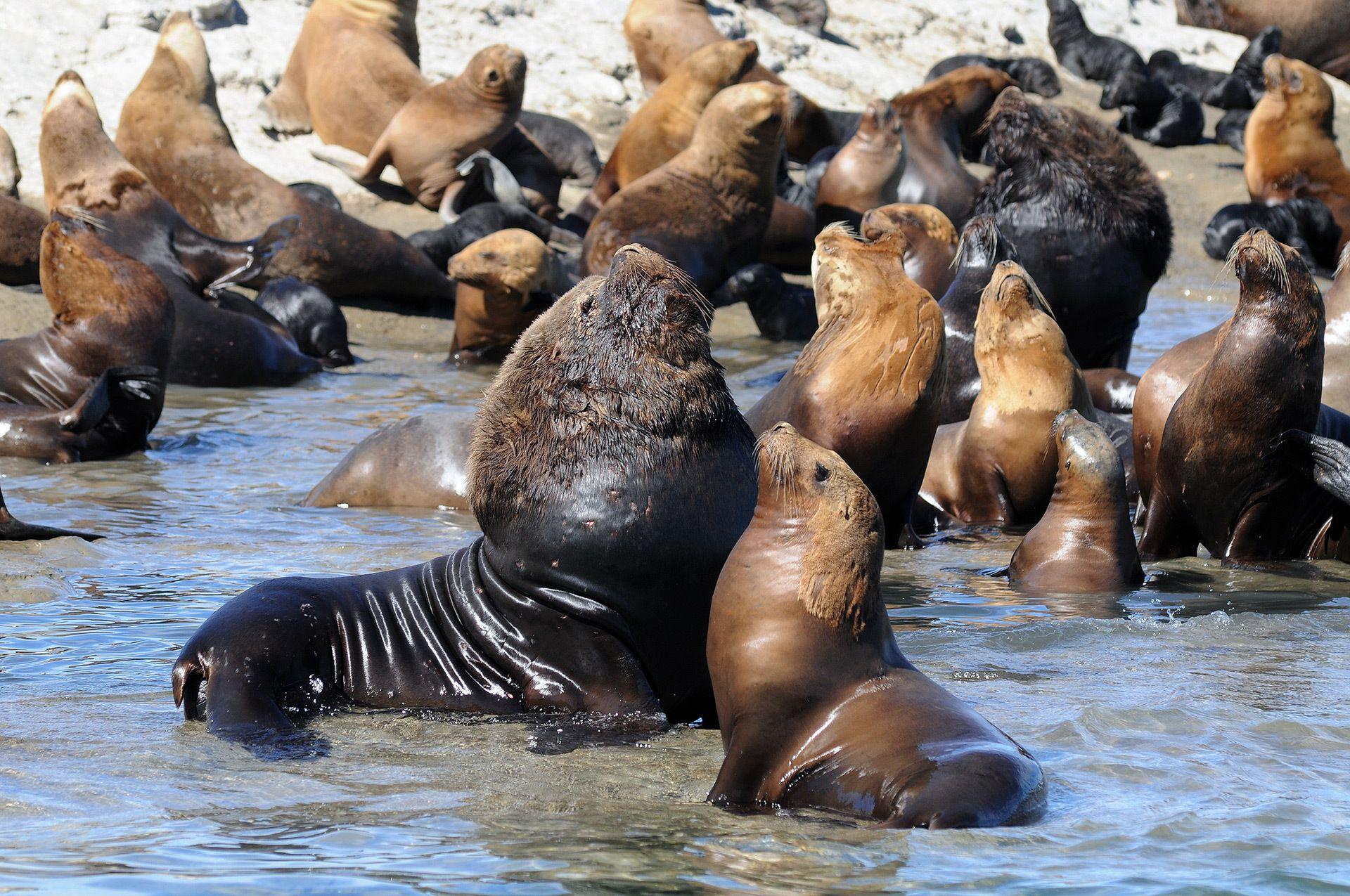 Ab Puerto Madryn: Tour durch die Stadt und Punta Loma