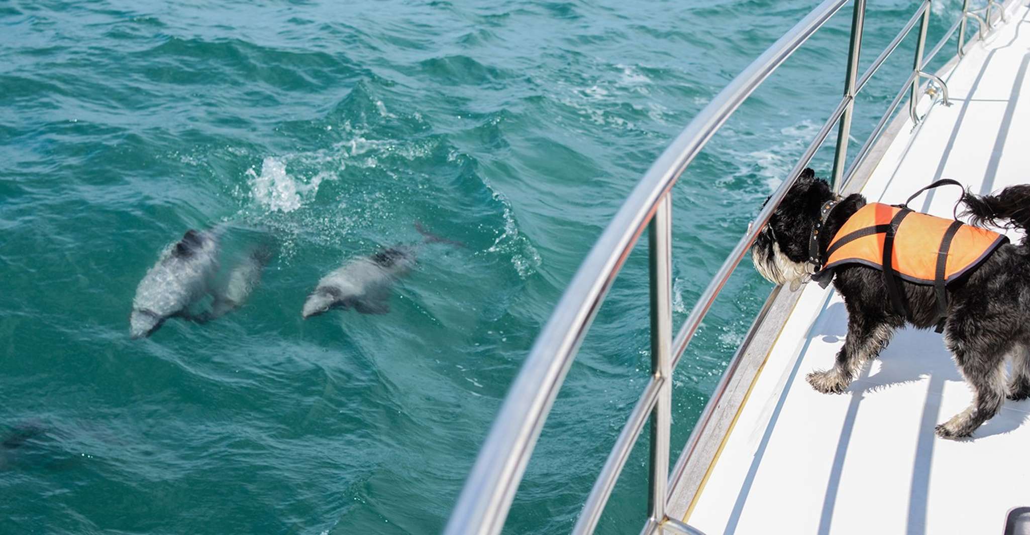 Akaroa, Dolphin Nature Cruise - Housity