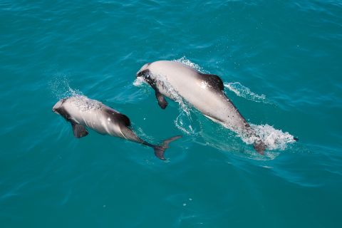 Akaroa: 2 tunnin Harbour Dolphin Spotting Nature Cruise -luontoristeily.