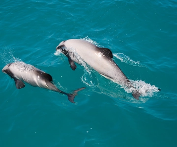 Akaroa : Croisière nature pour les dauphins