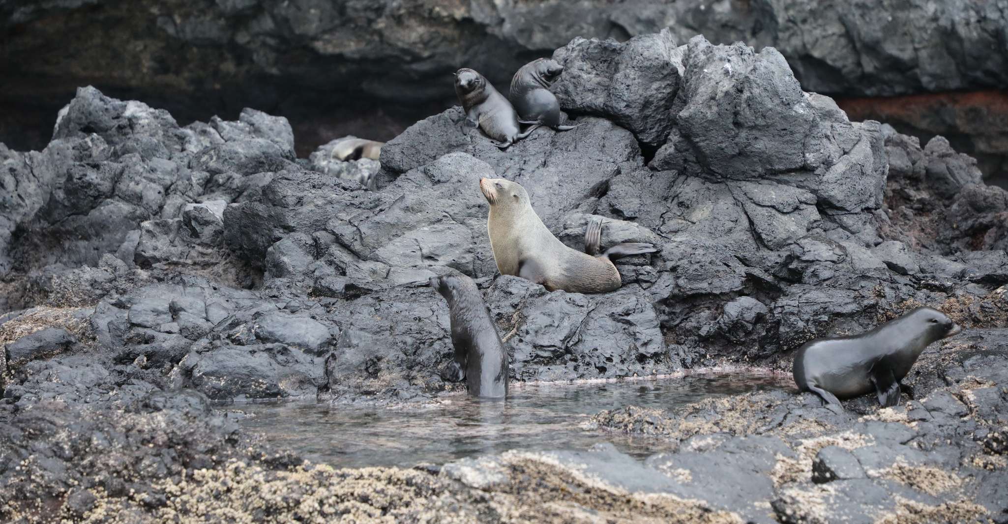 Akaroa, Dolphin Nature Cruise - Housity