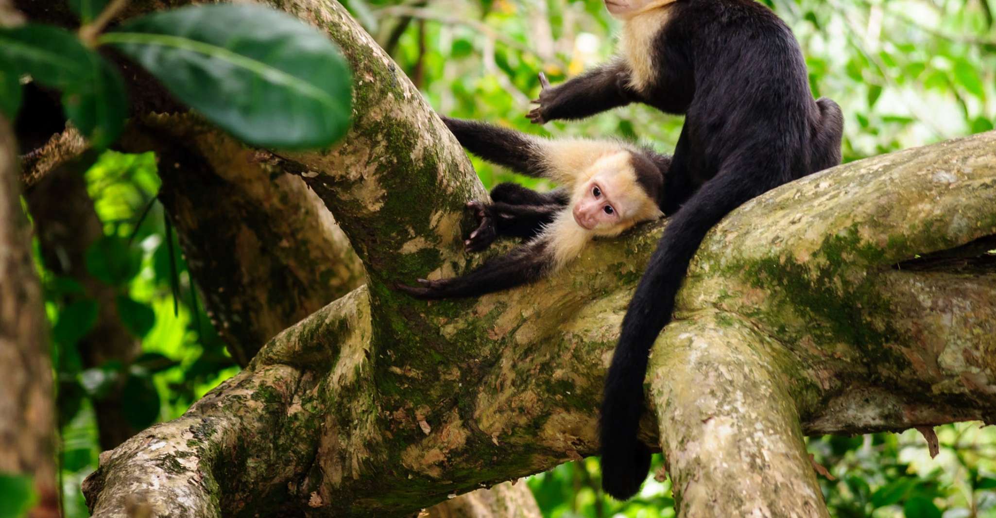 San José, Manuel Antonio National Park Tagesausflug - Hizvo