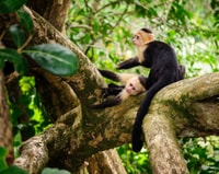 San José, Manuel Antonio National Park Day Trip - Hizvo