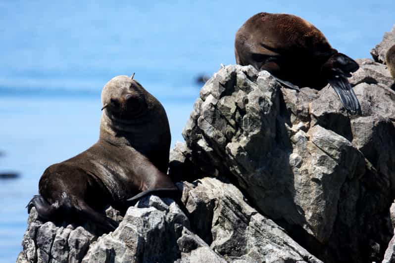 sea safari gansbaai