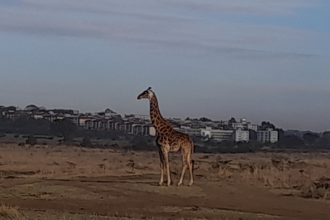 Z Nairobi: Safari w Rezerwacie Narodowym Masai MaraJomo kenyatta bezpłatny odbiór z lotniska