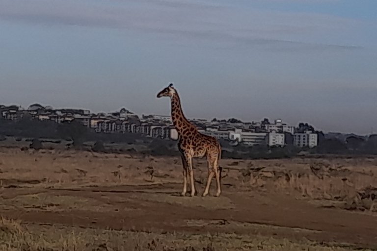 De Nairobi: Safari dans la réserve nationale du Masai Marajomo kenyatta prise en charge gratuite à l'aéroport
