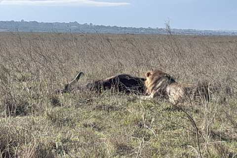 Von Nairobi aus: Masai Mara National Reserve Safarijomo kenyatta free airport pick up