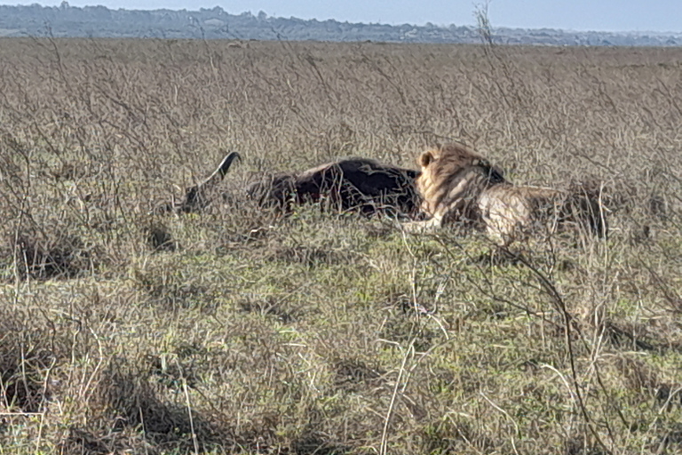 De Nairobi: Safari dans la réserve nationale du Masai Marajomo kenyatta prise en charge gratuite à l'aéroport