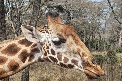 Z Nairobi: Safari w Rezerwacie Narodowym Masai MaraJomo kenyatta bezpłatny odbiór z lotniska