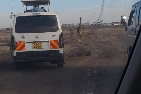 Von Nairobi aus: Masai Mara National Reserve Safarijomo kenyatta free airport pick up