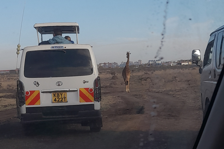 De Nairobi: Safari dans la réserve nationale du Masai Marajomo kenyatta prise en charge gratuite à l'aéroport