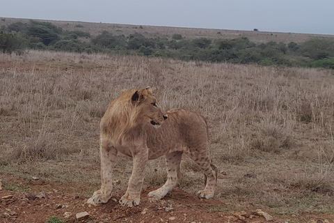 De Nairobi: Safari dans la réserve nationale du Masai Marajomo kenyatta prise en charge gratuite à l'aéroport