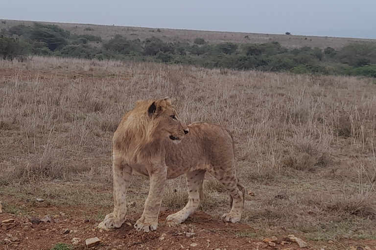 De Nairobi: Safari dans la réserve nationale du Masai Marajomo kenyatta prise en charge gratuite à l'aéroport