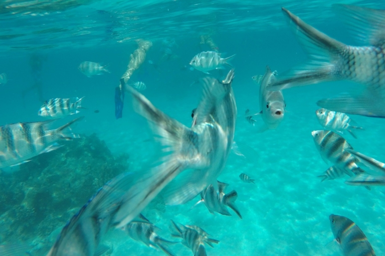 Zanzibar: Blue Lagoon-snorkelen