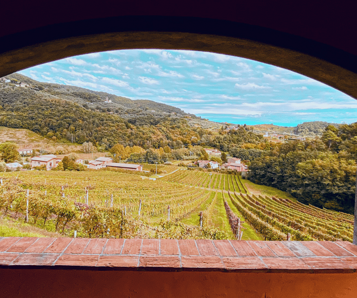 Lucca: Guided Winery Tour with Wine Tasting