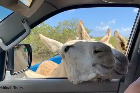 Excursão ao santuário de burros com um guia local