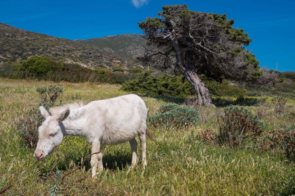 From Stintino: Asinara Vintage Sailing Boat Tour With Lunch | GetYourGuide