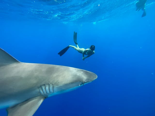 Oahu: Excursión de snorkel con tiburones sin jaula en la costa norte