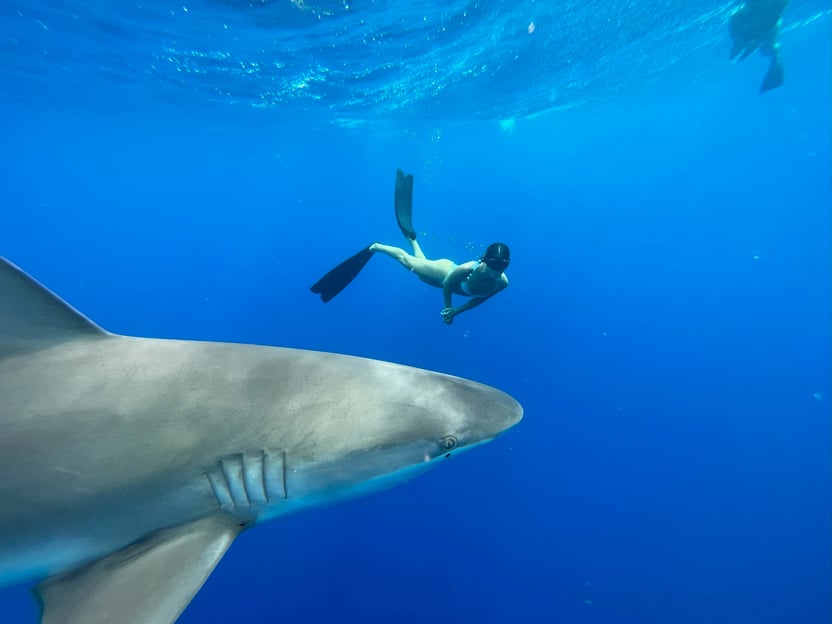 Oahu: tour di snorkeling con gli squali senza gabbia della North Shore