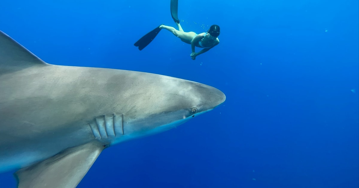 Oahu: North Shore Cageless Shark Snorkeling Tour | GetYourGuide