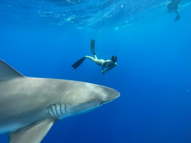 Visit Oahu North Shore Cageless Shark Snorkeling Tour in Oahu